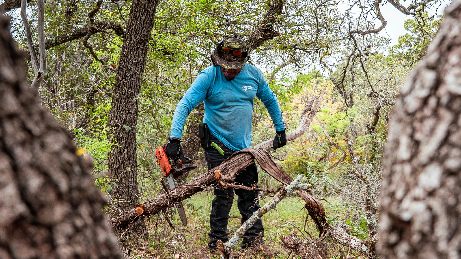 Tree Service Leander TX | Award-Winning | Tree Scouts